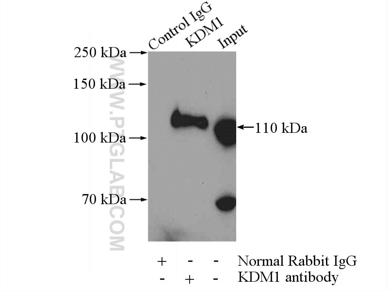 Immunoprecipitation (IP) experiment of HeLa cells using KDM1 Polyclonal antibody (20813-1-AP)