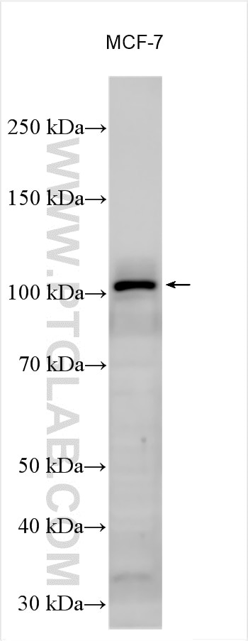 Western Blot (WB) analysis of MCF-7 cells using KDM1 Polyclonal antibody (20813-1-AP)