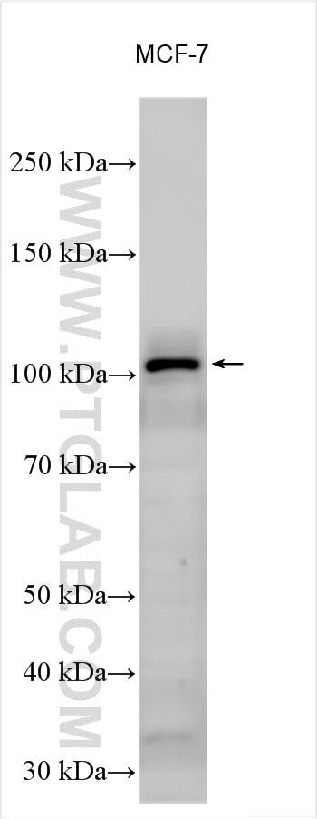 WB analysis of MCF-7 using 20813-1-AP