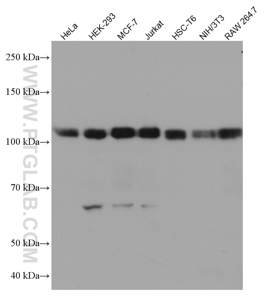 Western Blot (WB) analysis of various lysates using KDM1 Monoclonal antibody (67037-1-Ig)