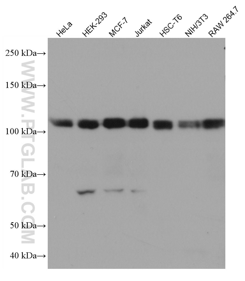 WB analysis using 67037-1-Ig