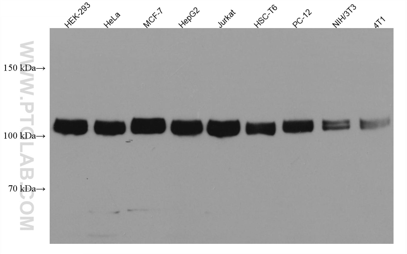 Western Blot (WB) analysis of various lysates using KDM1 Monoclonal antibody (67037-1-Ig)