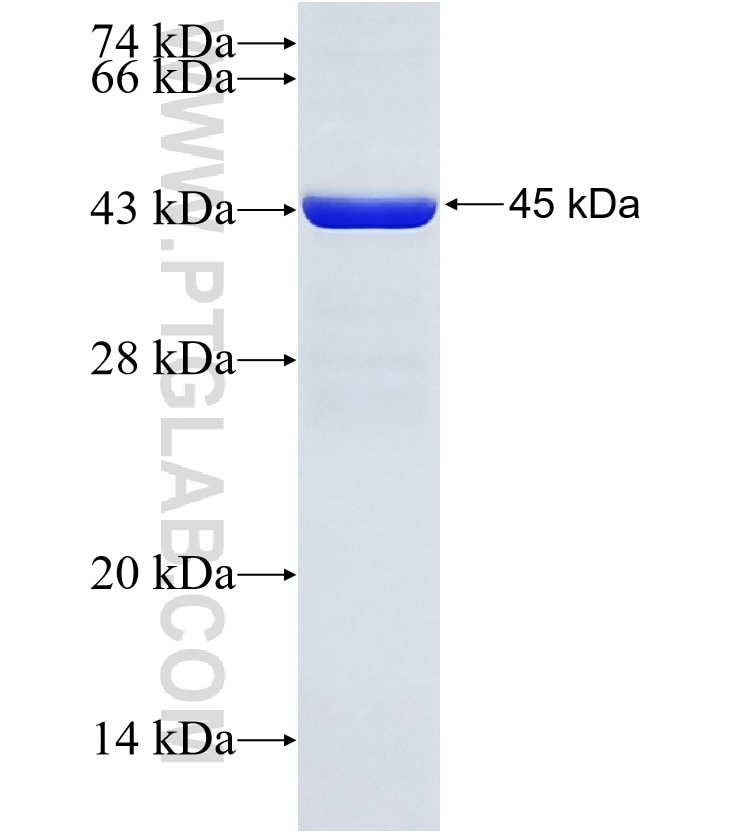 KDM1 fusion protein Ag14778 SDS-PAGE