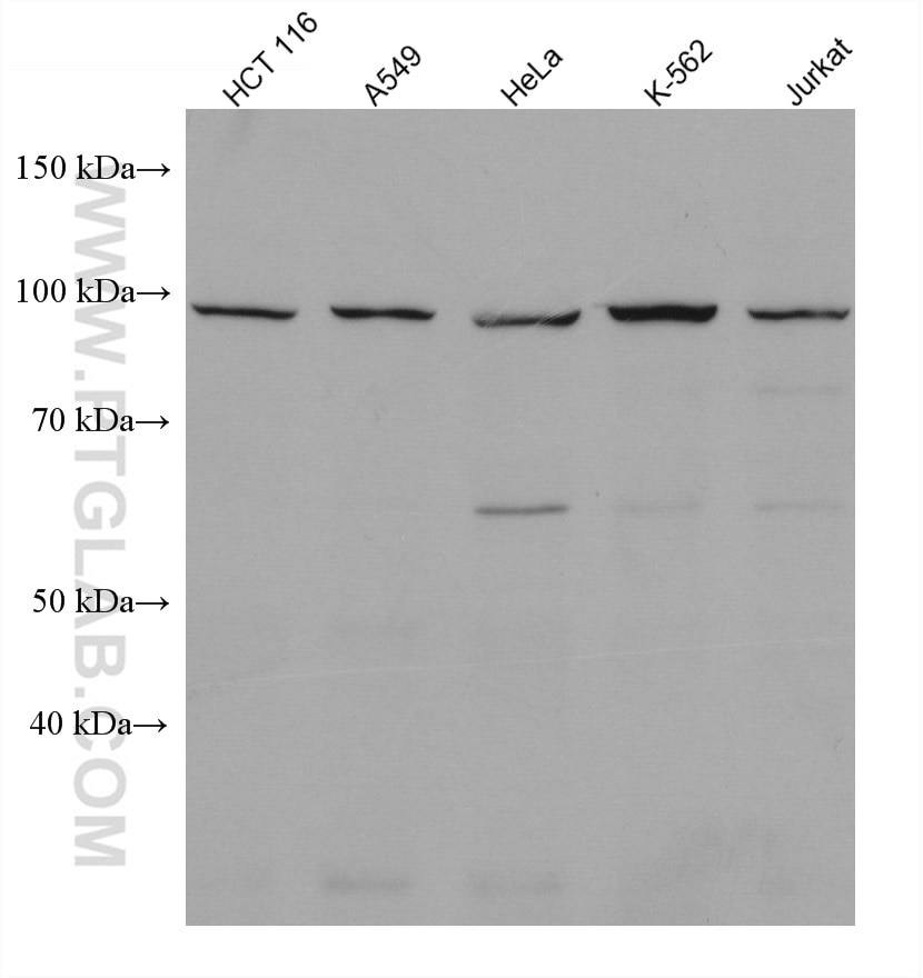 Western Blot (WB) analysis of various lysates using KDM1B Monoclonal antibody (67886-1-Ig)