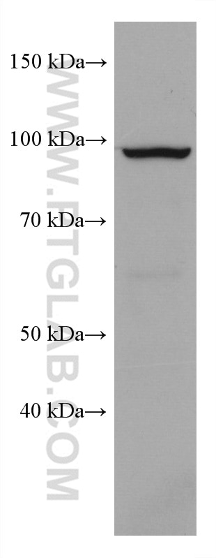 Western Blot (WB) analysis of K-562 cells using KDM1B Monoclonal antibody (67886-1-Ig)