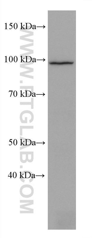 Western Blot (WB) analysis of C6 cells using KDM1B Monoclonal antibody (67886-1-Ig)