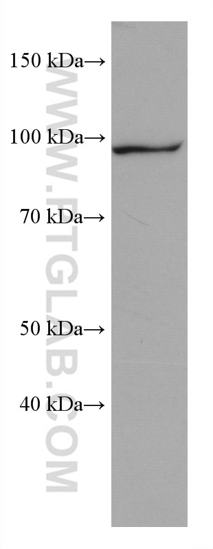 WB analysis of NIH/3T3 using 67886-1-Ig