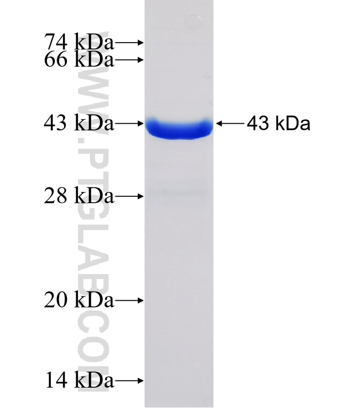 KDM1B fusion protein Ag30660 SDS-PAGE KDM1B fusion protein Ag30660 SDS-PAGE