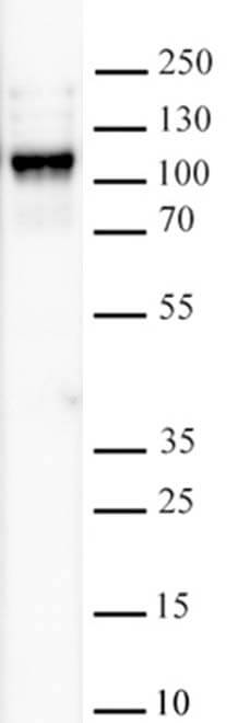 KDM2B antibody (mAb) tested by Western blot. Detection of KDM2B by Western blot analysis. 20 ug of HEK293 nuclear extract was run on SDS-PAGE and probed with 0.5 ug of KDM2B antibody.