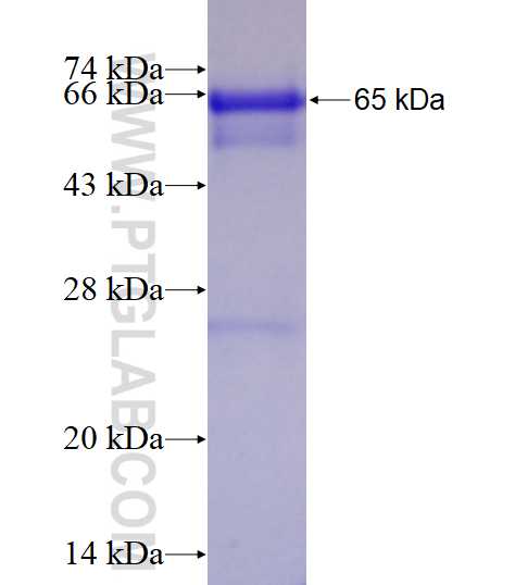 KDM3A,JMJD1A fusion protein Ag3581 SDS-PAGE