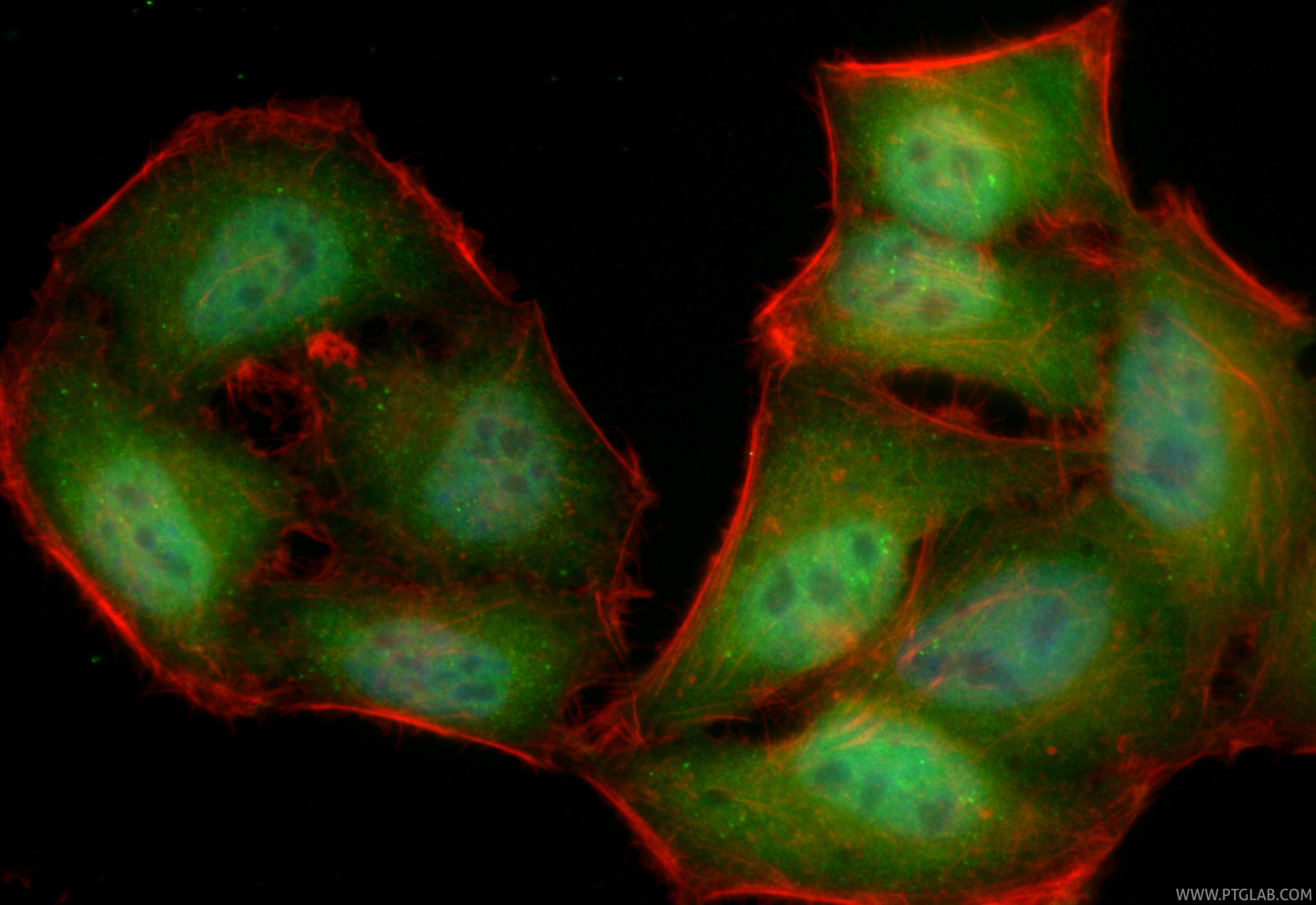 Immunofluorescence (IF) / fluorescent staining of HepG2 cells using CoraLite® Plus 488-conjugated KDM3A/JMJD1A Recombi (CL488-83571-2)