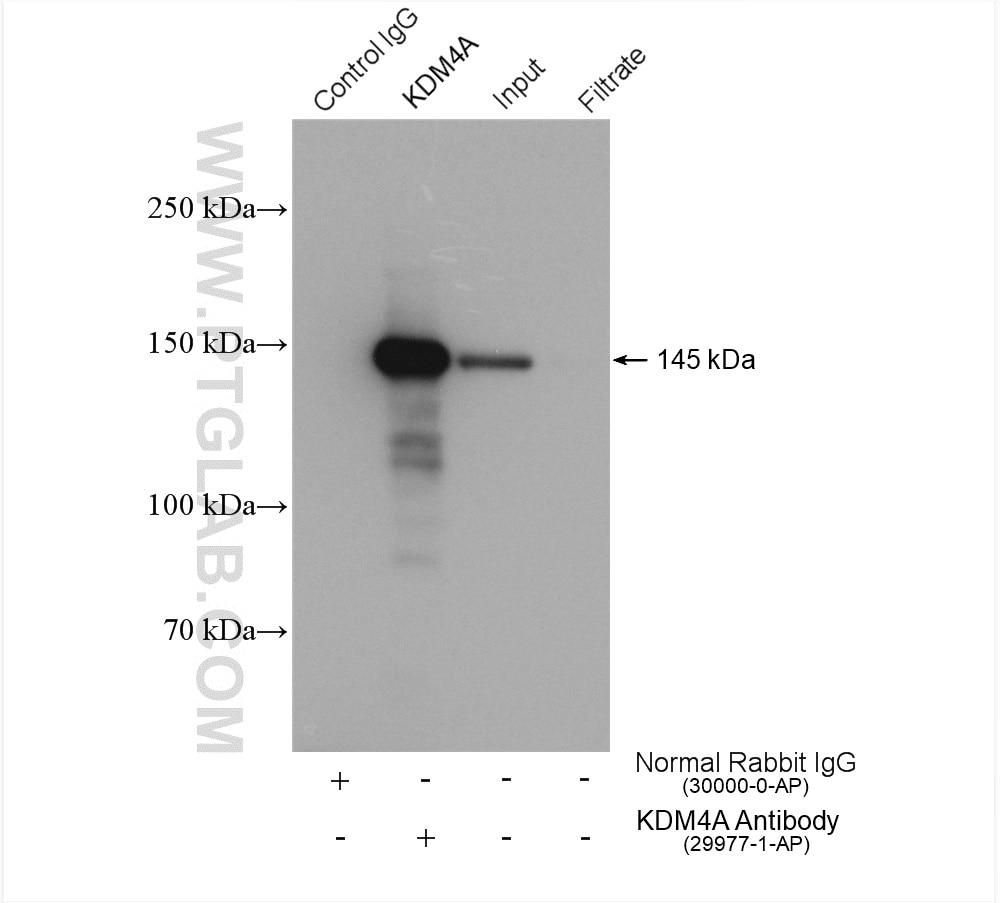 Immunoprecipitation (IP) experiment of MCF-7 cells using KDM4A Polyclonal antibody (29977-1-AP)