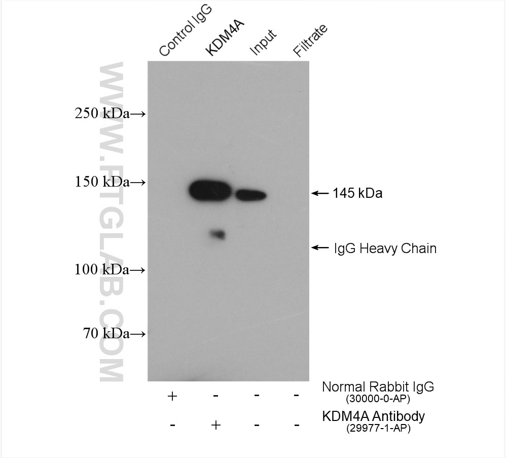 Immunoprecipitation (IP) experiment of A549 cells using KDM4A Polyclonal antibody (29977-1-AP)