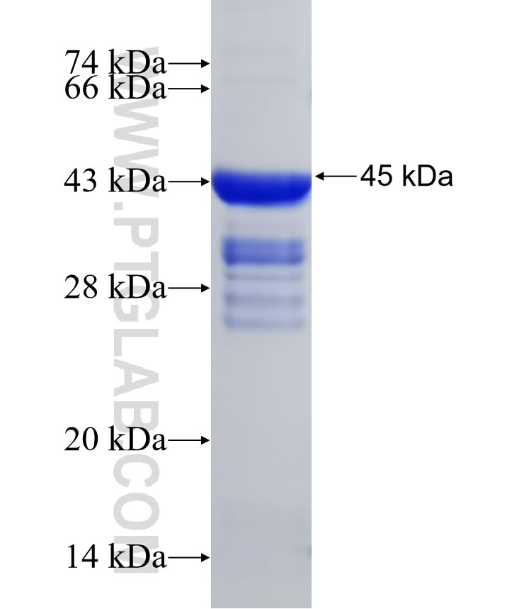 KDM4A fusion protein Ag31992 SDS-PAGE