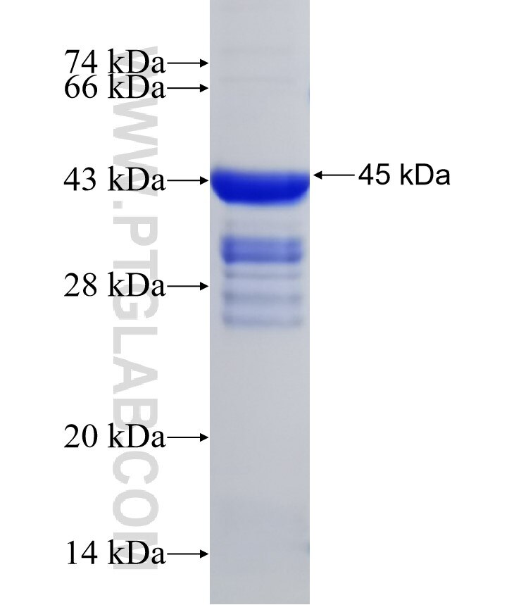 KDM4A fusion protein Ag31992 SDS-PAGE