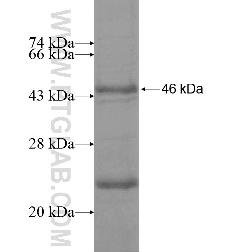 KDM4A fusion protein Ag13780 SDS-PAGE