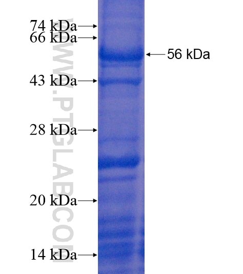 KDM4A fusion protein Ag20747 SDS-PAGE