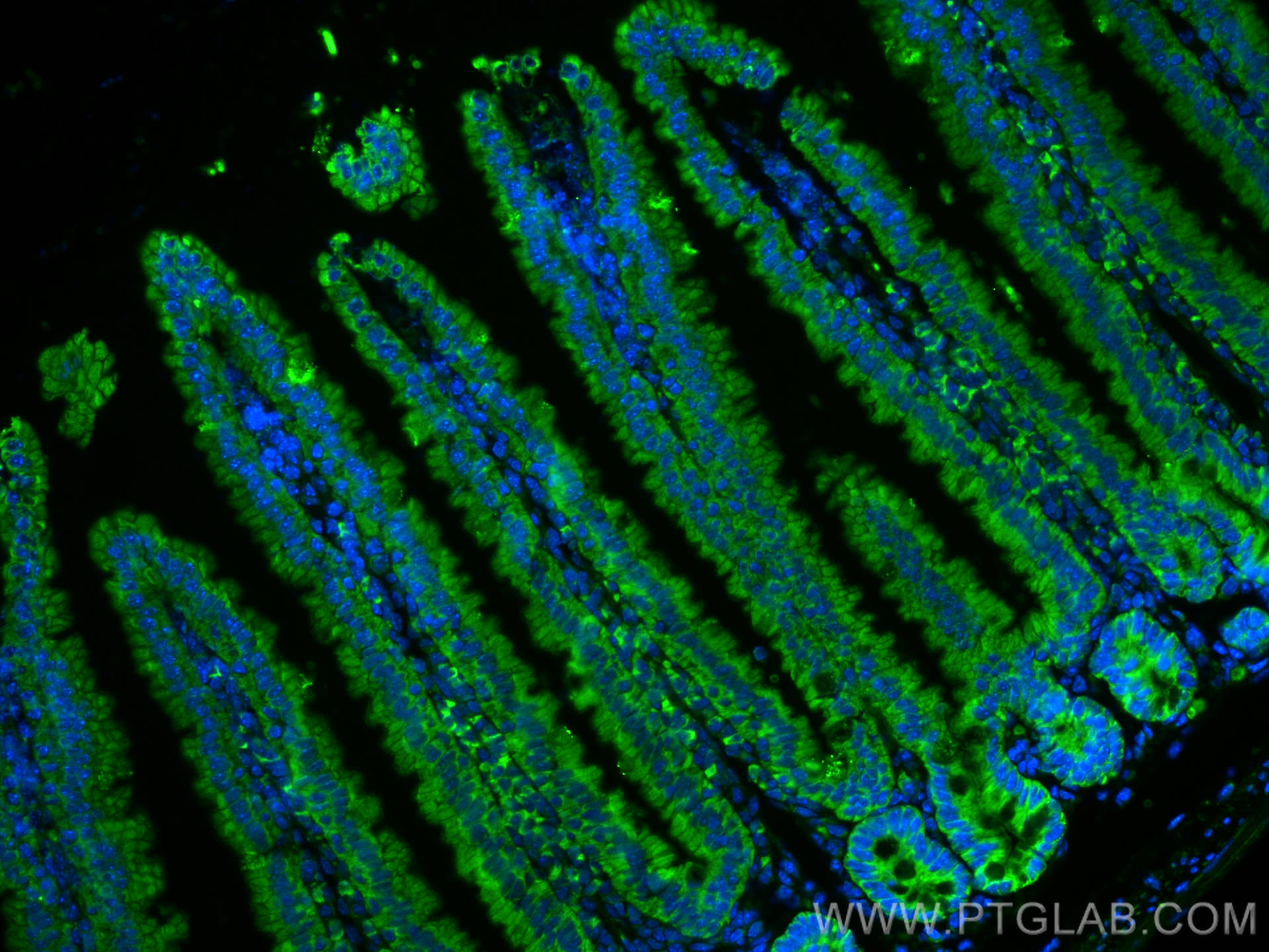 Immunofluorescence (IF) / fluorescent staining of mouse small intestine tissue using RBP2 Polyclonal antibody (18825-1-AP)