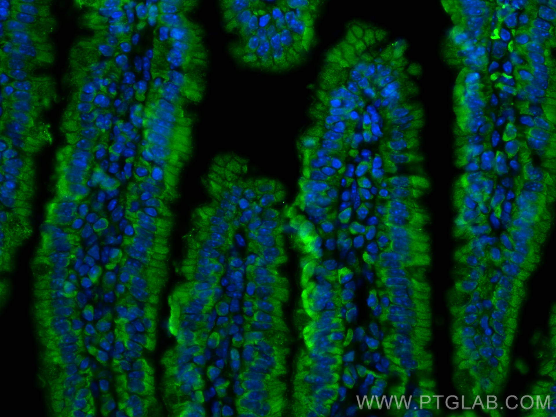 Immunofluorescence (IF) / fluorescent staining of mouse small intestine tissue using RBP2 Polyclonal antibody (18825-1-AP)