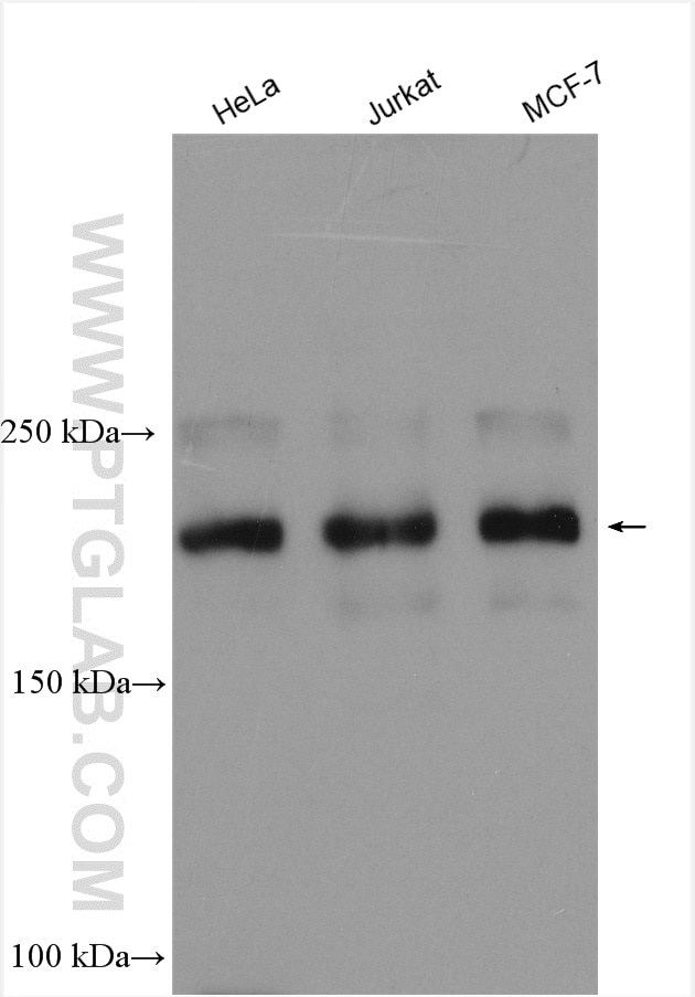 Western Blot (WB) analysis of various lysates using KDM5C Polyclonal antibody (14426-1-AP)