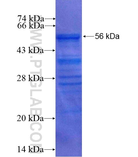 KDM5C fusion protein Ag15079 SDS-PAGE