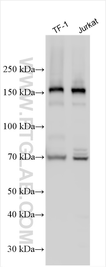 Western Blot (WB) analysis of various lysates using KDM5D Polyclonal antibody (22739-1-AP)