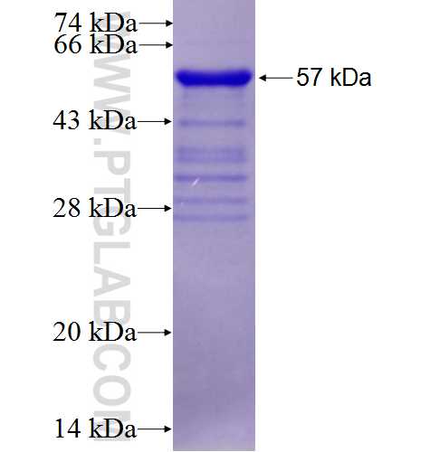 KDR fusion protein Ag24574 SDS-PAGE