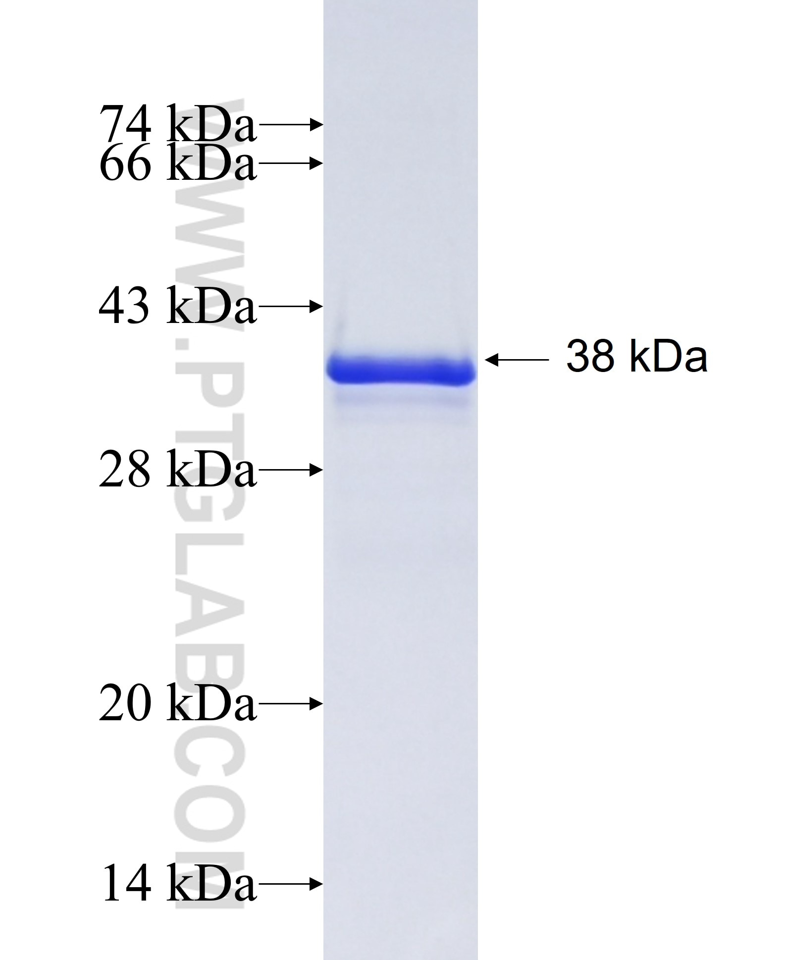 KDR fusion protein Ag24589 SDS-PAGE