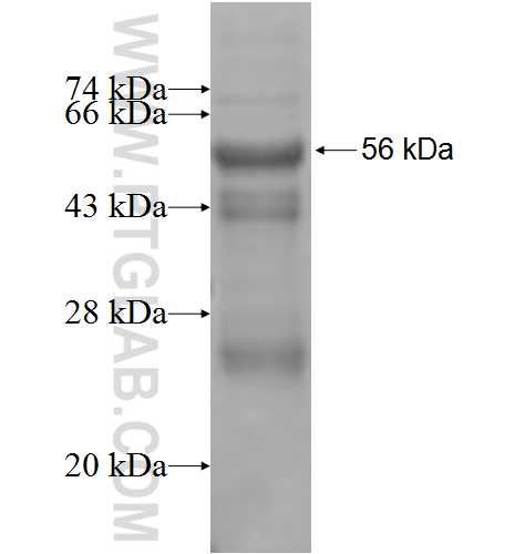 KDSR fusion protein Ag8176 SDS-PAGE
