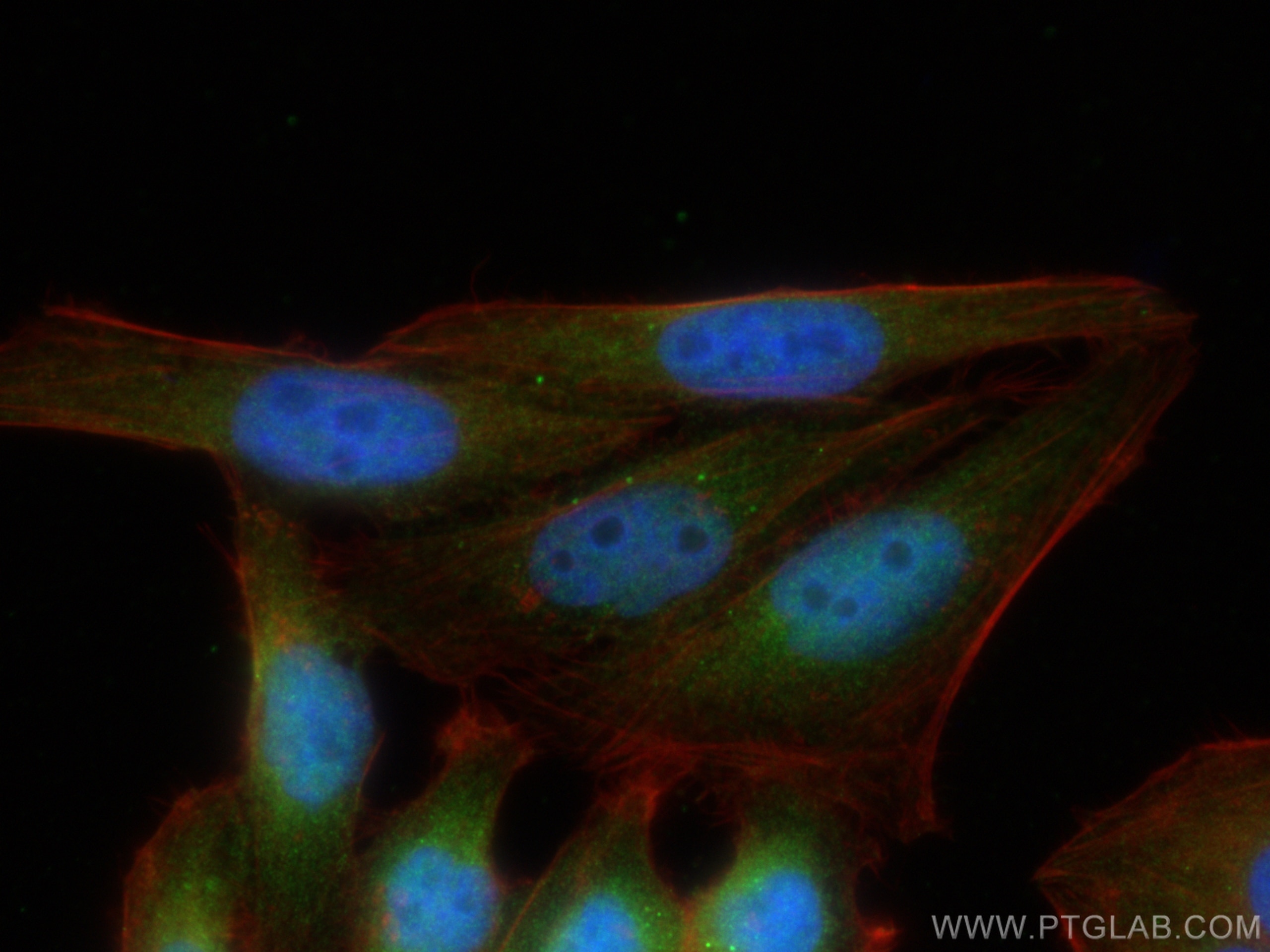 Immunofluorescence (IF) / fluorescent staining of HepG2 cells using KEAP1 Polyclonal antibody (10503-2-AP)