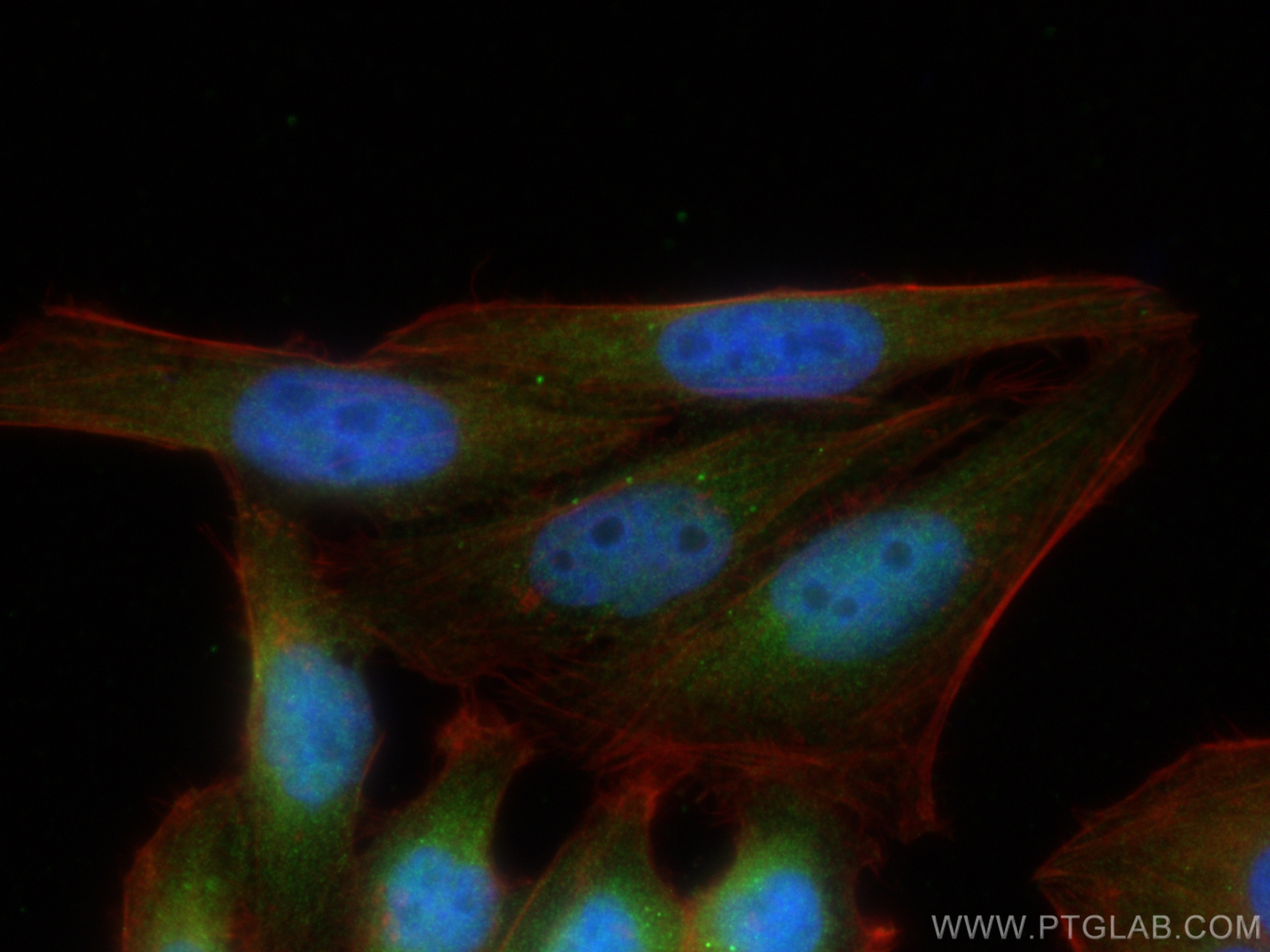 IF Staining of HepG2 using 10503-2-AP