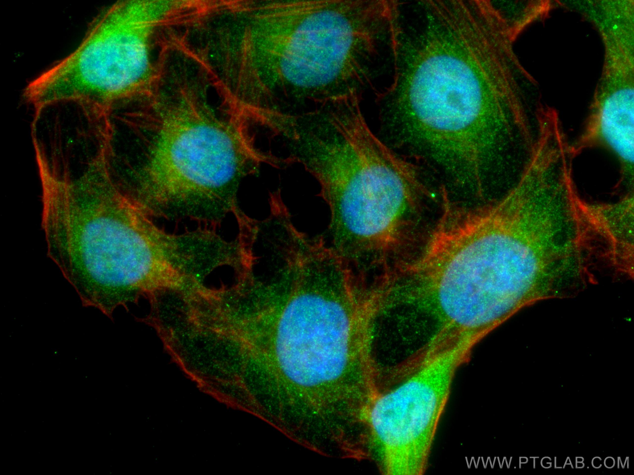 Immunofluorescence (IF) / fluorescent staining of U2OS cells using KEAP1 Polyclonal antibody (10503-2-AP)