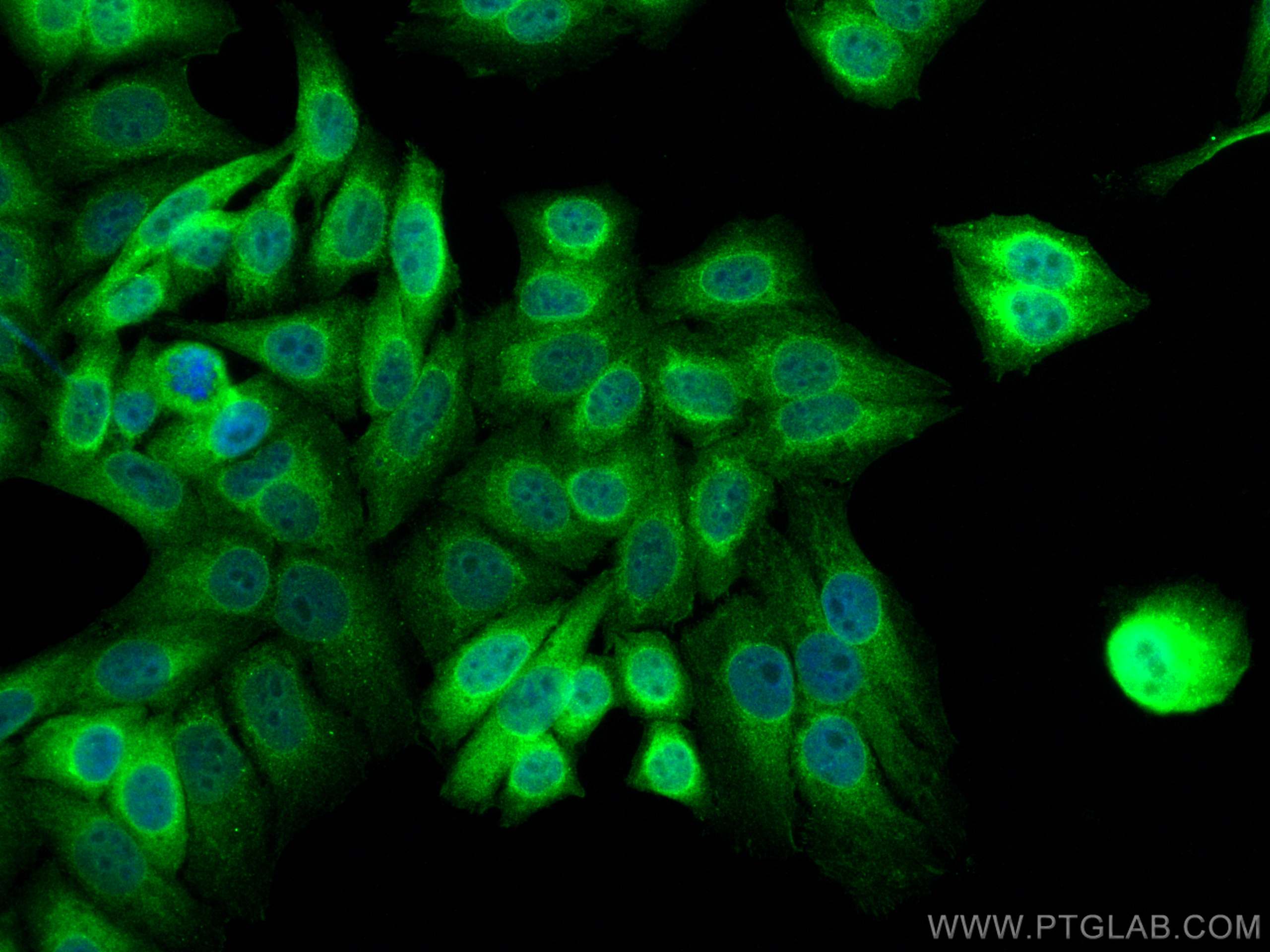 Immunofluorescence (IF) / fluorescent staining of HepG2 cells using KEAP1 Polyclonal antibody (10503-2-AP)