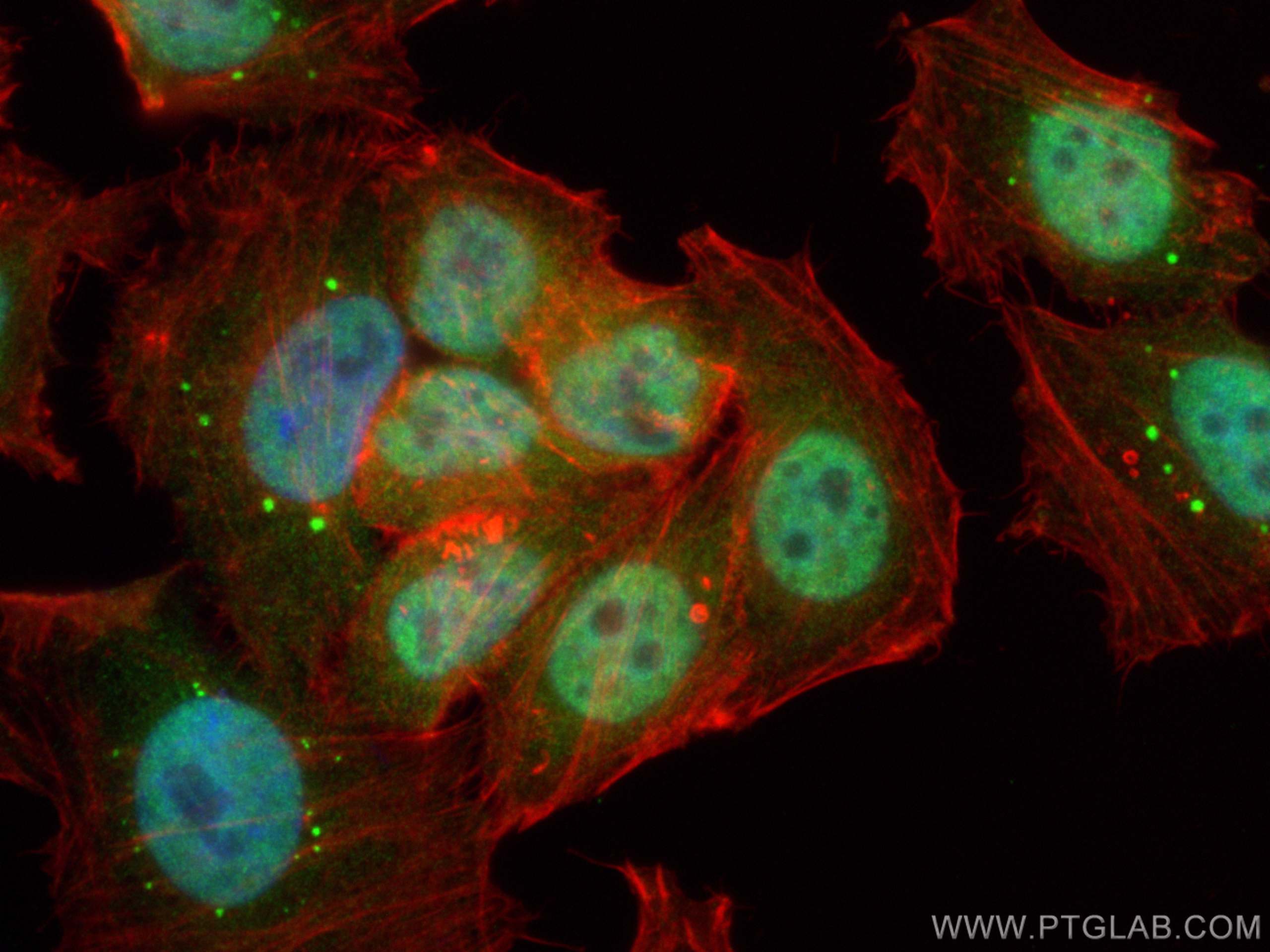 Immunofluorescence (IF) / fluorescent staining of HepG2 cells using KEAP1 Polyclonal antibody (10503-2-AP)