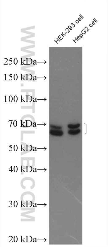 Western Blot (WB) analysis of HEK-293 cells using KEAP1 Polyclonal antibody (10503-2-AP)