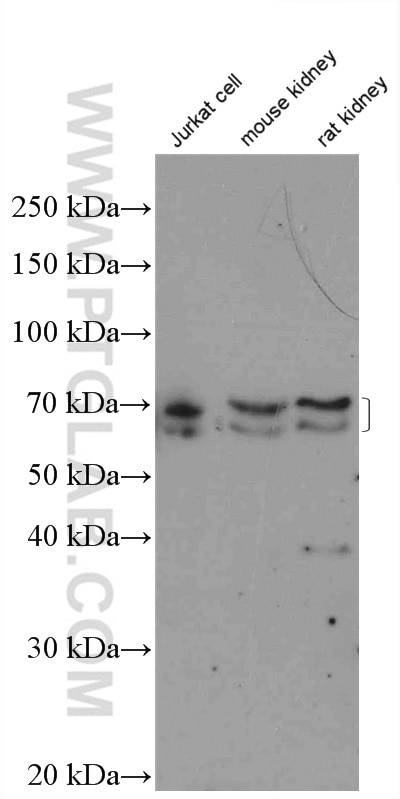 Western Blot (WB) analysis of Jurkat cells using KEAP1 Polyclonal antibody (10503-2-AP)