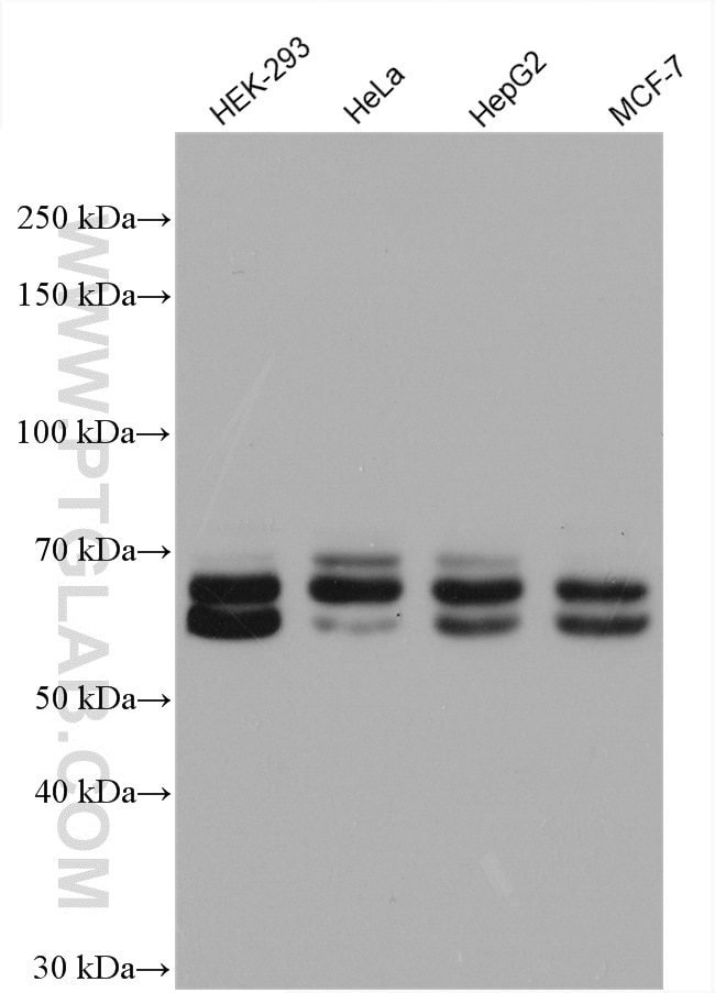 Western Blot (WB) analysis of various lysates using KEAP1 Polyclonal antibody (10503-2-AP)