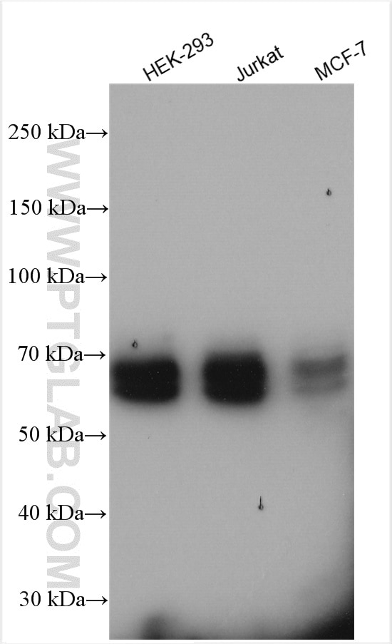 Western Blot (WB) analysis of various lysates using KEAP1 Polyclonal antibody (10503-2-AP)