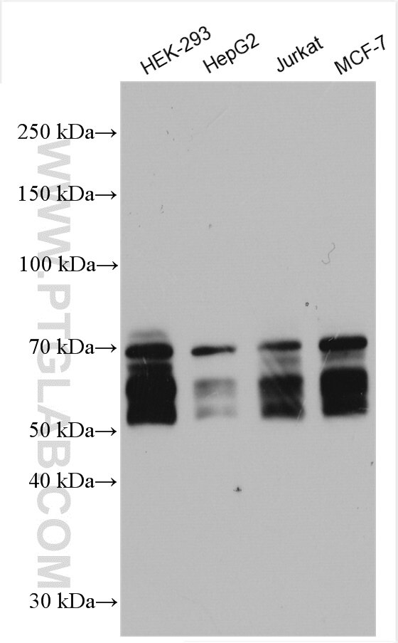 Western Blot (WB) analysis of various lysates using KEAP1 Polyclonal antibody (10503-2-AP)