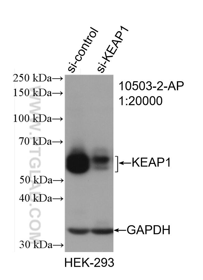 Western Blot (WB) analysis of HEK-293 cells using KEAP1 Polyclonal antibody (10503-2-AP)