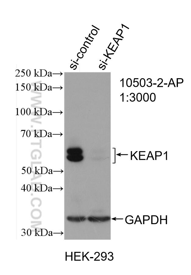 Western Blot (WB) analysis of HEK-293 cells using KEAP1 Polyclonal antibody (10503-2-AP)