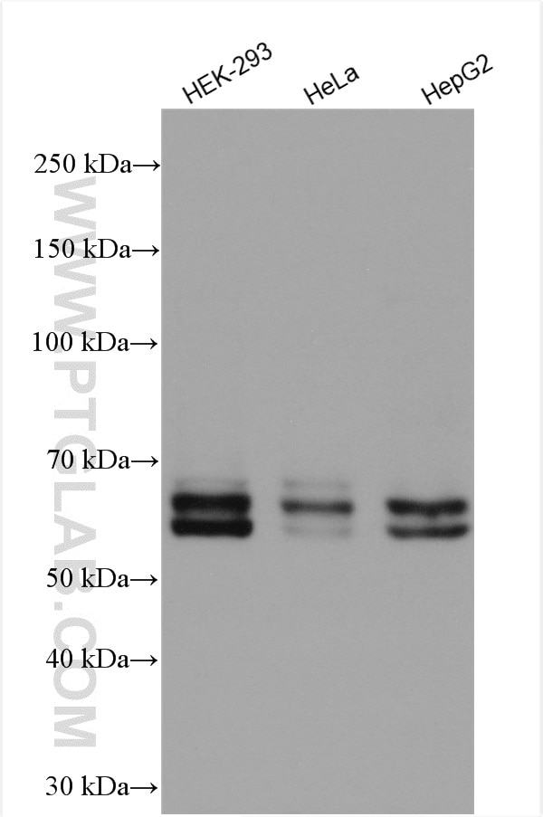 Western Blot (WB) analysis of various lysates using KEAP1 Polyclonal antibody (10503-2-AP)
