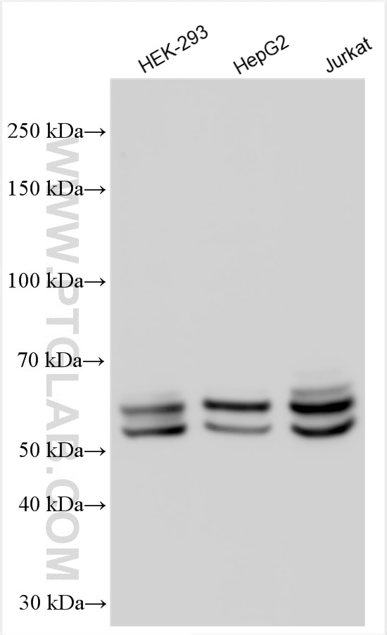 Western Blot (WB) analysis of various lysates using KEAP1 Polyclonal antibody (10503-2-AP)