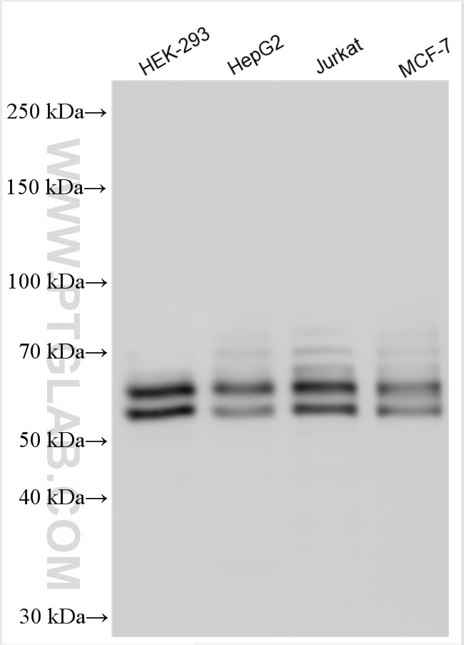 Western Blot (WB) analysis of various lysates using KEAP1 Polyclonal antibody (10503-2-AP)