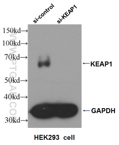 Western Blot (WB) analysis of HepG2 cells using KEAP1 Polyclonal antibody (10503-2-AP)