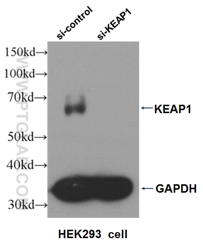 WB analysis of HepG2 cells using 10503-2-AP