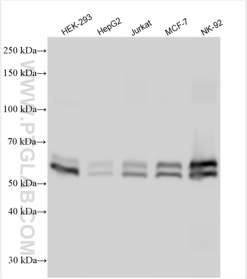 Western Blot (WB) analysis of various lysates using KEAP1 Polyclonal antibody (30041-1-AP)