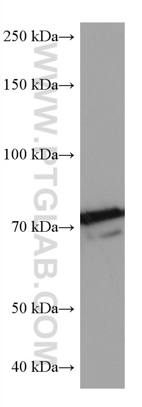 Western Blot (WB) analysis of NIH/3T3 cells using KEAP1 Monoclonal antibody (60027-1-Ig)