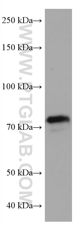 Western Blot (WB) analysis of 4T1 cells using KEAP1 Monoclonal antibody (60027-1-Ig)