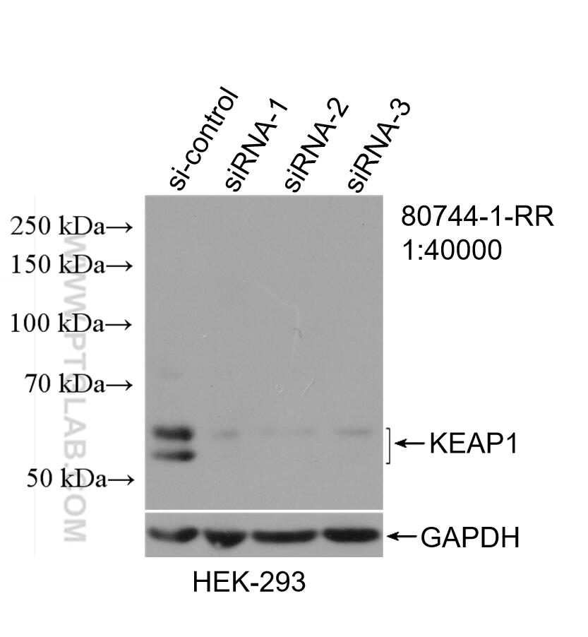 Western Blot (WB) analysis of HEK-293 cells using KEAP1 Recombinant antibody (80744-1-RR)